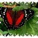 vlinders 28 (Medium)