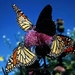 vlinders 29 (Medium)