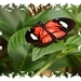 vlinders 30 (Medium)