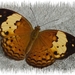 vlinders 32 (Medium)