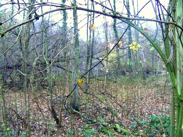 2008-11(nov) 16 Schilde 002