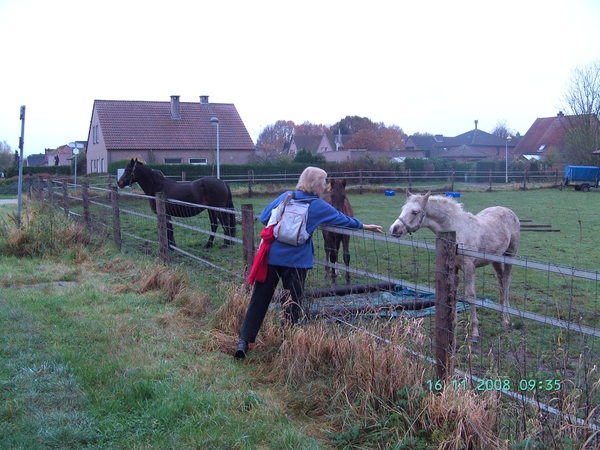 2008-11(nov) 16 Schilde 005