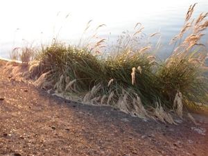 DSC01006