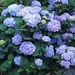 DSC01169 (2)