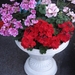 DSC01183 (2)