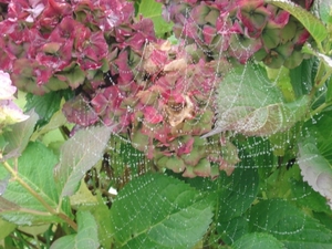 spinrag