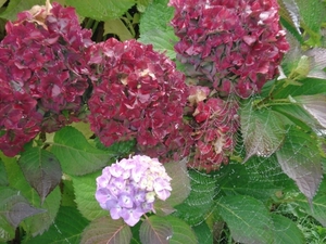 spinrag druppels