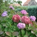 hortensia