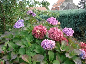 hortensia