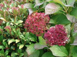 bloemen