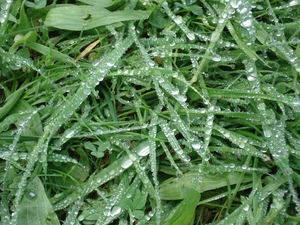 gras met dauw