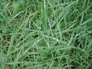 dauw druppels
