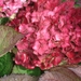 hortensia met druppels