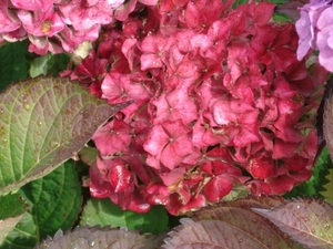 hortensia met druppels