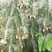 DSC00833