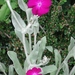 DSC00835