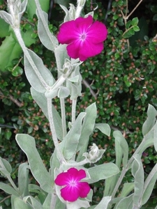 DSC00835