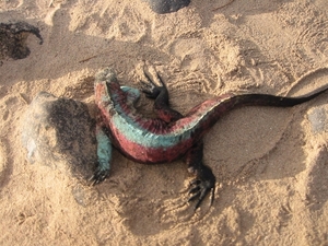 zee iguana