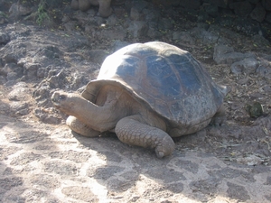 dikkertje 150kg!