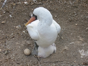 jong en ei met mama