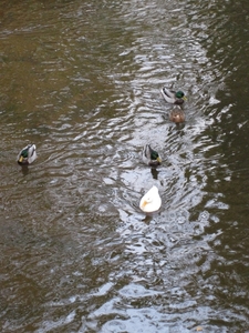 de eede maldegem 005