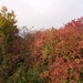 002-Herfstkleuren