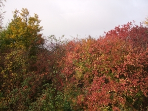 002-Herfstkleuren