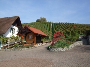 020-Wijndruiven