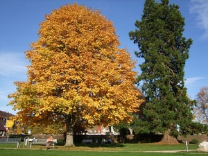 046-Prachtige bomen op het plein in 'Freudenstadt'