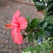 050-Bloemen aan de ingang hotel