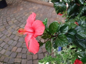 050-Bloemen aan de ingang hotel