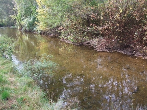 059-Vele forellen in dit water(bach)