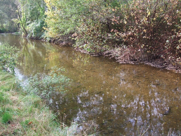 059-Vele forellen in dit water(bach)