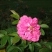 067-Bloemen langs de kant