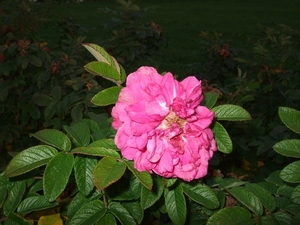 067-Bloemen langs de kant