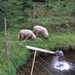 024-Schapen met dikke staart