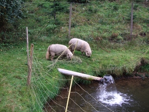 024-Schapen met dikke staart