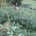 039-Aanplanting van mooie sparren