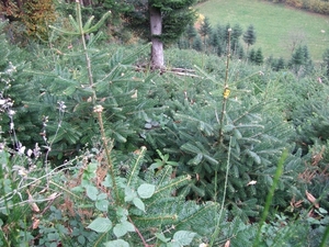 039-Aanplanting van mooie sparren