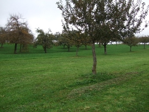 004-Fruitbomen