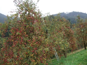 006-Fruitpluk
