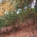 043-Jonge bomen