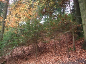 043-Jonge bomen