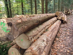 044-Gerooide bomen