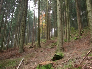046-Rechte stammen