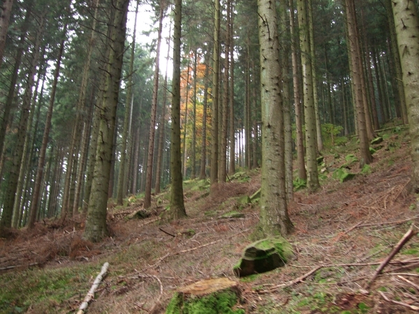 046-Rechte stammen