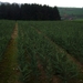 066-Sparren plantjes
