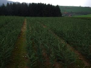 066-Sparren plantjes