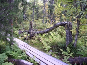 080913-Elg Park + Njupeskars - 024