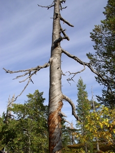 080913-Elg Park + Njupeskars - 050